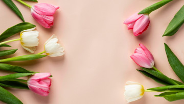 Картинка цветы тюльпаны разноцветные бутоны