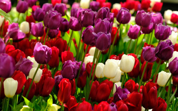 обоя цветы, тюльпаны, разноцветные, бутоны