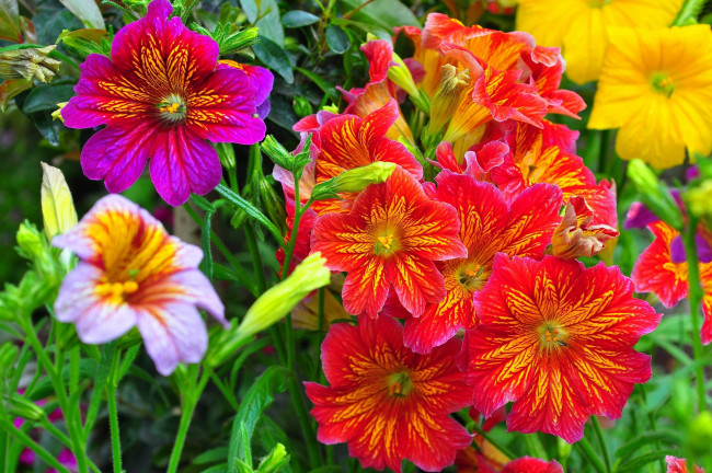 Обои картинки фото цветы, сальпиглоссис, разноцветный