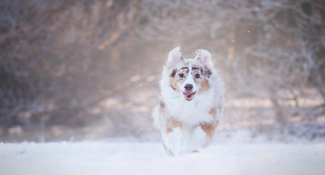 Обои картинки фото животные, собаки, собака, бег, снег, зима