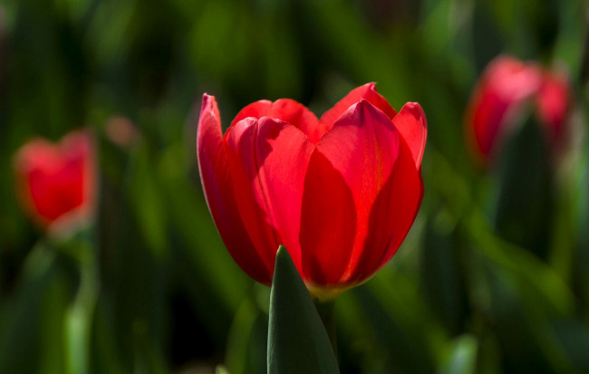 Обои картинки фото цветы, тюльпаны, тюльпан, красный, поле