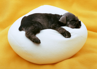 Картинка животные собаки подушка щенок