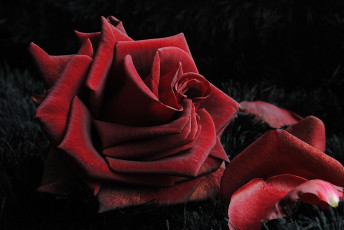 Картинка цветы розы темный