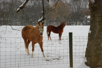 Картинка животные лошади снег кони зима