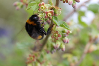 Картинка шмель животные пчелы осы шмели весна