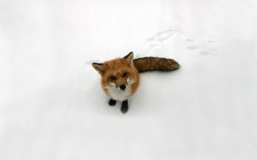 Картинка животные лисы лиса снег