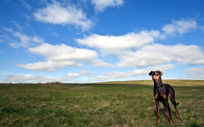 Обои картинки фото животные, собаки, облака, трава, поле, доберман
