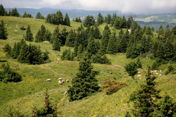 Картинка франция мижу природа дороги луга ели трава
