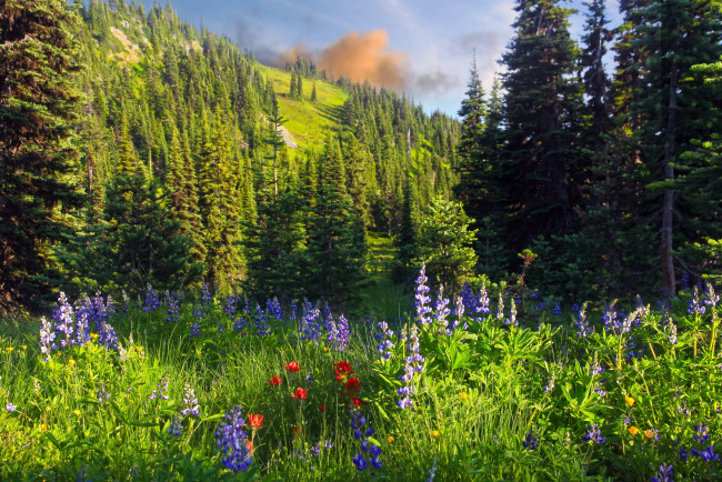 Обои картинки фото заповедник, wilderness, pasayten, сша, природа, луга, лес, горы, цветы