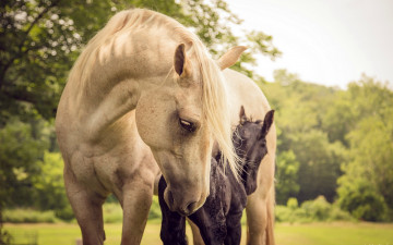 Картинка животные лошади лето природа кони