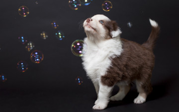 Картинка животные собаки пузыри друг взгляд собака