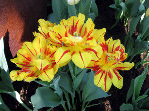 Картинка цветы тюльпаны пестрые