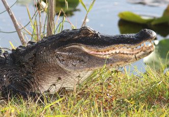 Картинка животные крокодилы крокодил