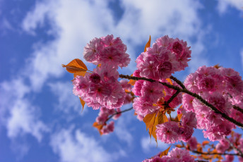 Картинка цветы сакура +вишня небо цветки цветение ветка вишня