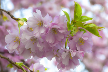 Картинка цветы сакура +вишня вишня ветка цветки цветение макро