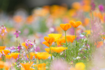 Картинка цветы луговые+ полевые +цветы эшшольция калифорнийская маки боке