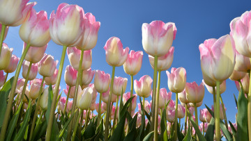 Картинка цветы тюльпаны много бутоны небо весна
