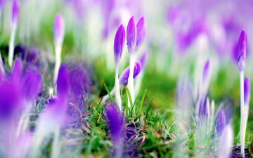 Картинка цветы крокусы трава побеги бутоны фиолетовые весна
