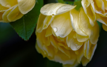 Картинка цветы розы роза бэнкс шиповник бутон лепестки капли макро
