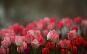 Картинка цветы тюльпаны разноцветные поле