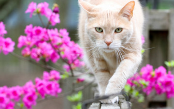 Картинка животные коты кот цветы боке взгляд
