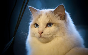 Картинка животные коты рэгдолл кошка красава взгляд портрет