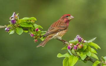Картинка животные птицы фон бутоны цветение птица пурпурная чечевица яблоня ветка