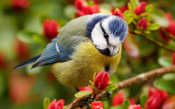 Картинка животные синицы +лазоревки лазоревка синица птица ветки цветки цветение
