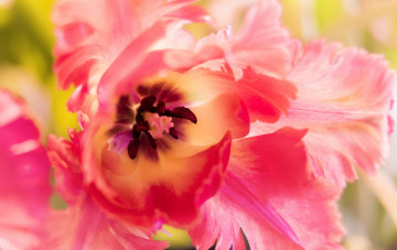 Картинка цветы тюльпаны тюльпан лепестки макро
