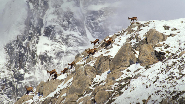 Обои картинки фото животные, козы, тур, снег, франция, камни, пиренеи, козерог, горы