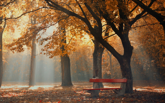 Обои картинки фото природа, парк, осень, туман, утро