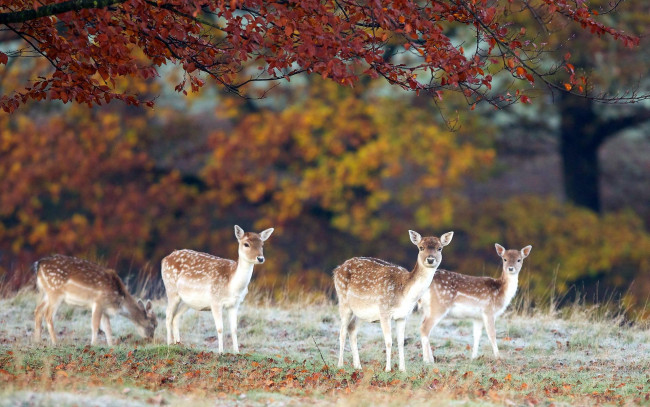 Обои картинки фото животные, олени, поляна, осень, стадо, пятнистые