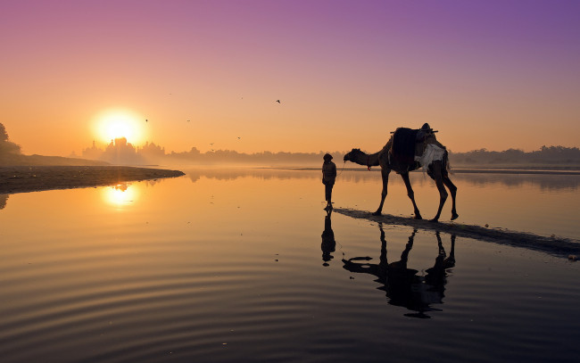 Обои картинки фото животные, верблюды, закат, пейзаж, верблюд, река