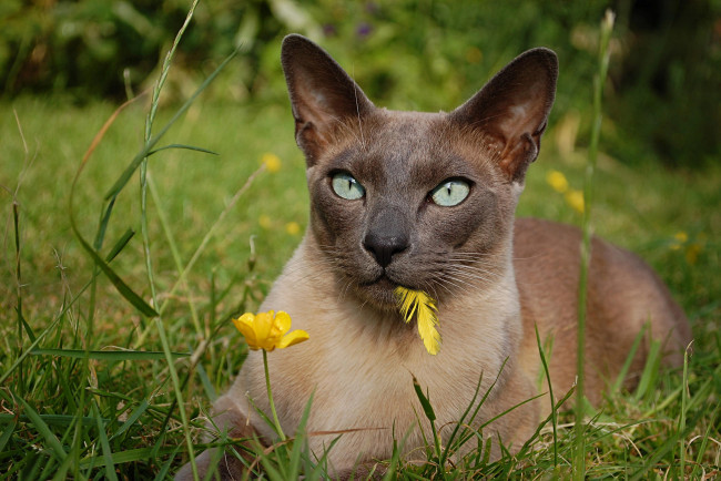 Обои картинки фото животные, коты, кошка, взгляд, пёрышко, трава, цветок