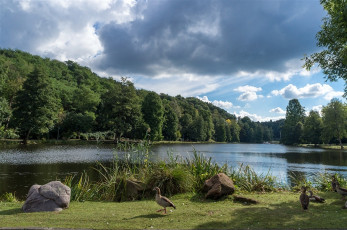 Картинка природа реки озера озеро вода водоем лес деревья утки животные