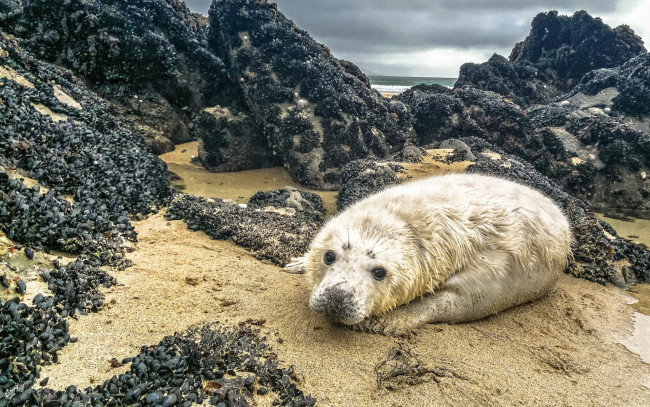 Обои картинки фото гренландский тюлень, животные, тюлени,  морские львы,  морские котики, гренландский, тюлень, лысун, песок, pagophilus, groenlandicus, море