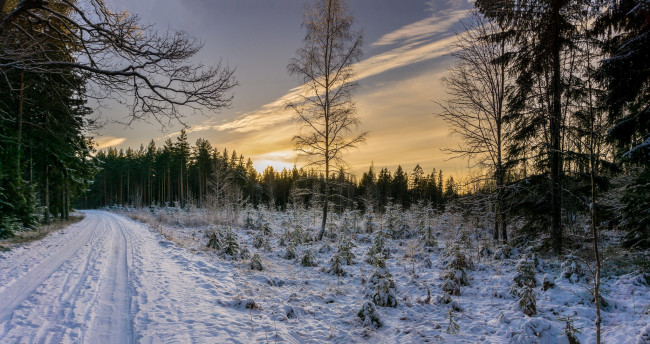 Обои картинки фото природа, дороги, лес, снег, дорога