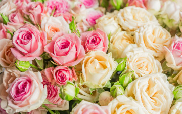 Картинка цветы розы букет розовые бежевые