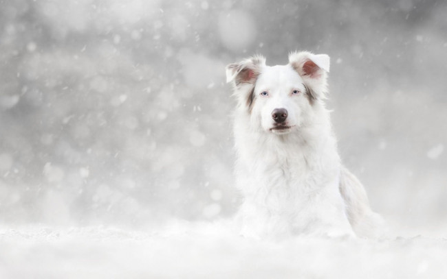 Обои картинки фото животные, собаки, собака, снег