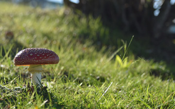 Картинка природа грибы +мухомор трава мухомор одиночка