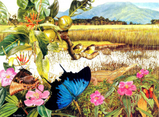 Картинка тони оливер рисованные tony oliver плоды бабочки крокодил яркий птицы цветы