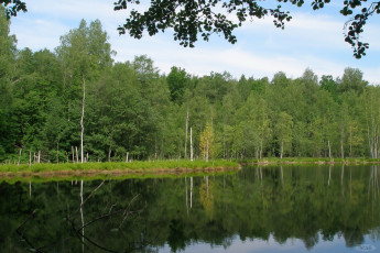 Картинка лесное озеро природа реки озера
