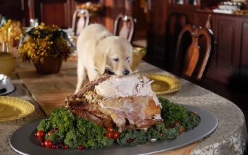 Картинка животные собаки накрытый стол лакомство блюдо с мясом