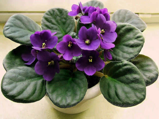 Обои картинки фото узамбарская, фиалка, цветы, фиалки, вазон, фиолетовый