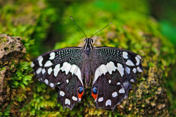 Картинка животные бабочки мох макро