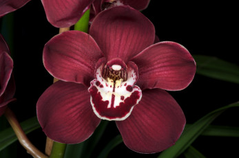 Картинка цветы орхидеи бордовый