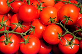 обоя еда, помидоры, красный, круглый, веточки, томаты