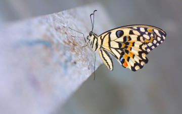 Картинка животные бабочки лимонный парусник демолей lime butterfly макро