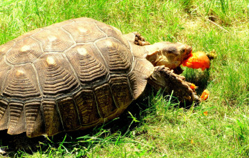 Картинка животные Черепахи черепаха трава морковь