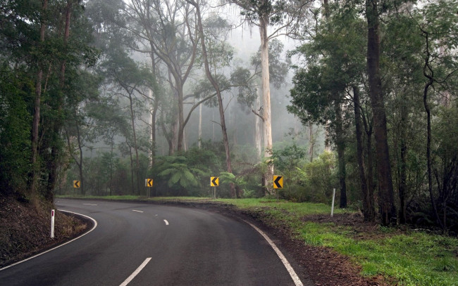 Обои картинки фото природа, дороги, дорога, поворот, деревья, туман